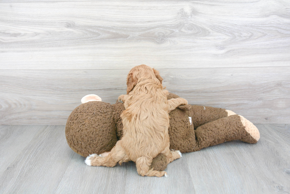 Cavapoo Pup Being Cute