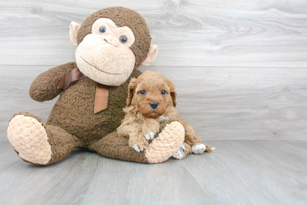 Best Cavapoo Baby