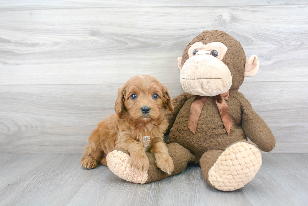 Popular Cavapoo Poodle Mix Pup