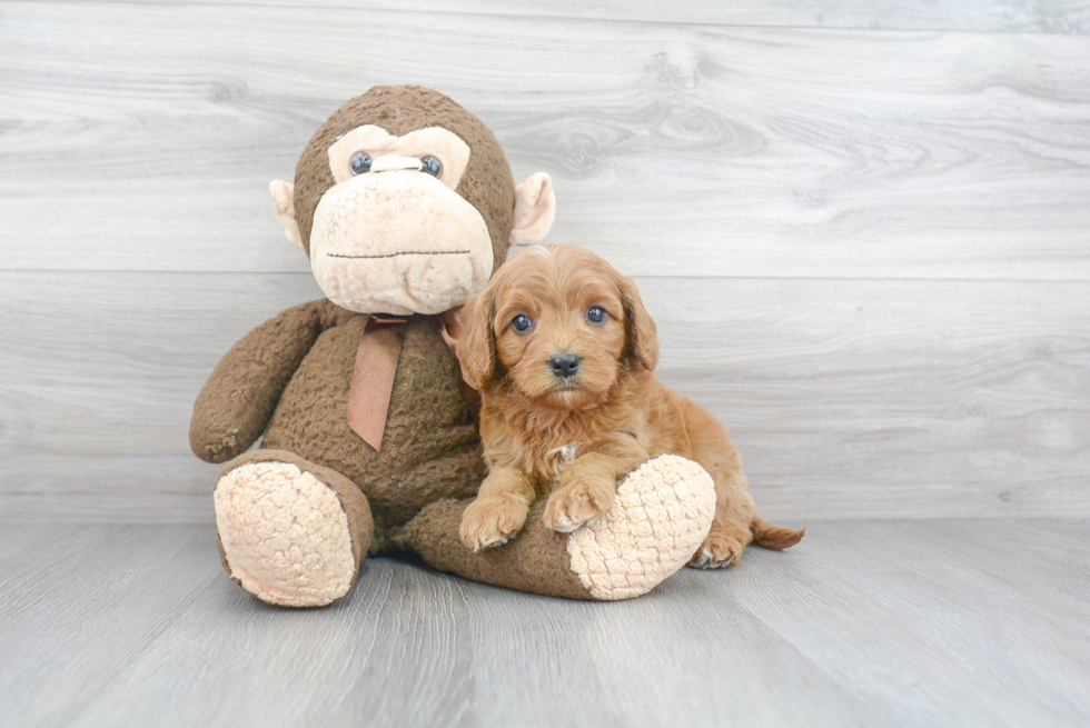 Little Cavoodle Poodle Mix Puppy