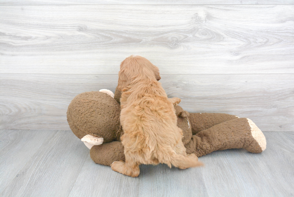 Cavapoo Puppy for Adoption