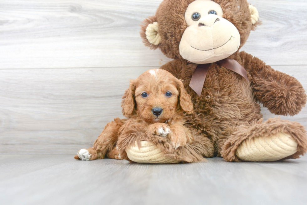 Happy Cavapoo Baby