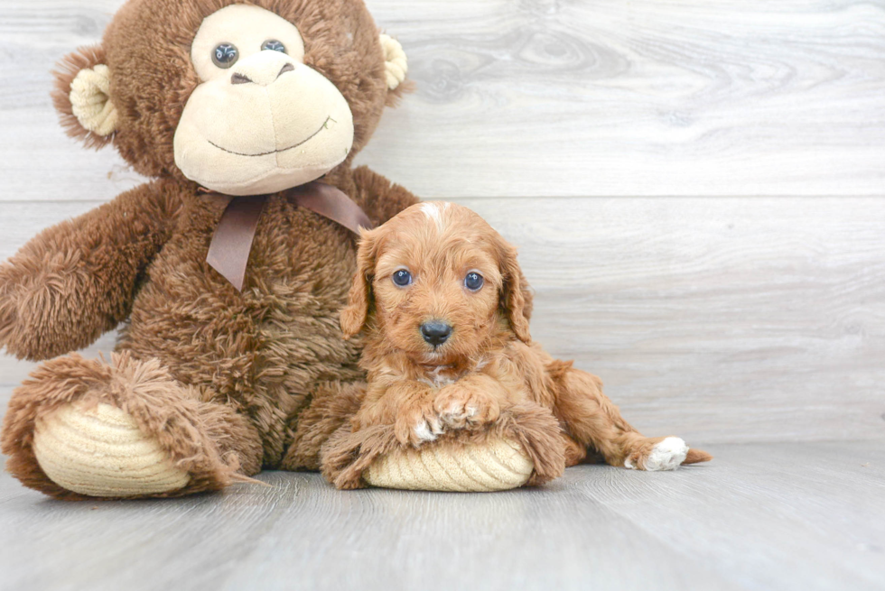 Adorable Cavoodle Poodle Mix Puppy