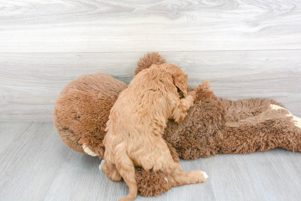 Smart Cavapoo Poodle Mix Pup