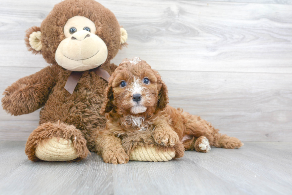 Cavapoo Pup Being Cute