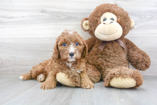 Cavapoo Puppy for Adoption