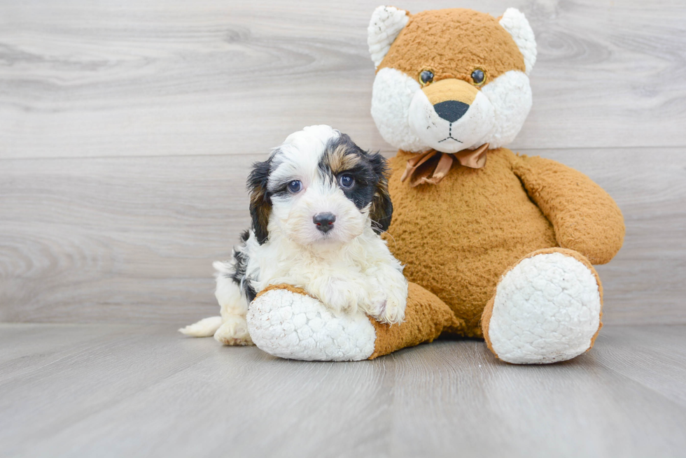 Friendly Cavapoo Baby