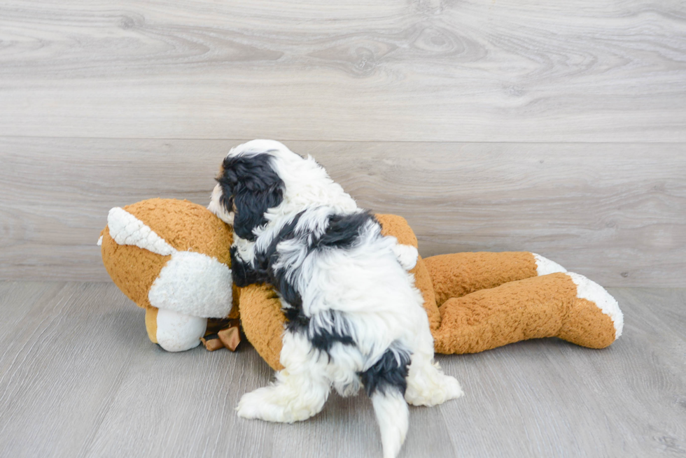 Popular Cavapoo Poodle Mix Pup