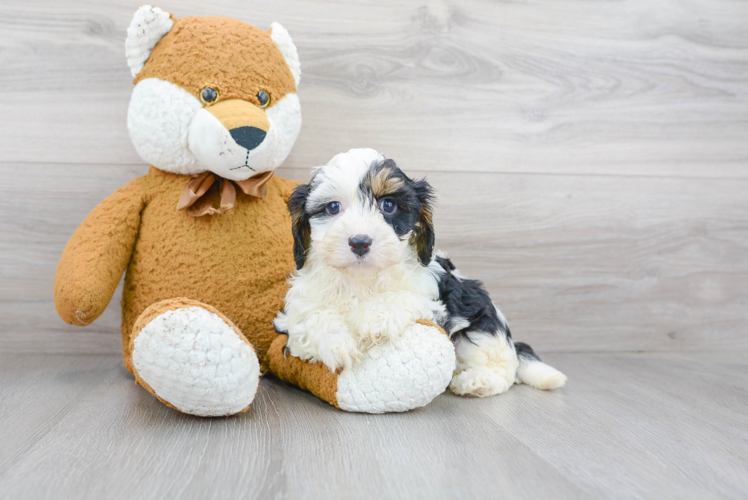 Cavapoo Puppy for Adoption