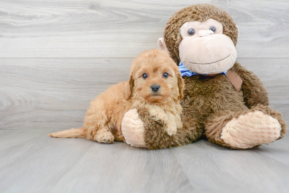 Cavapoo Pup Being Cute