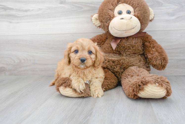 Cavapoo Puppy for Adoption