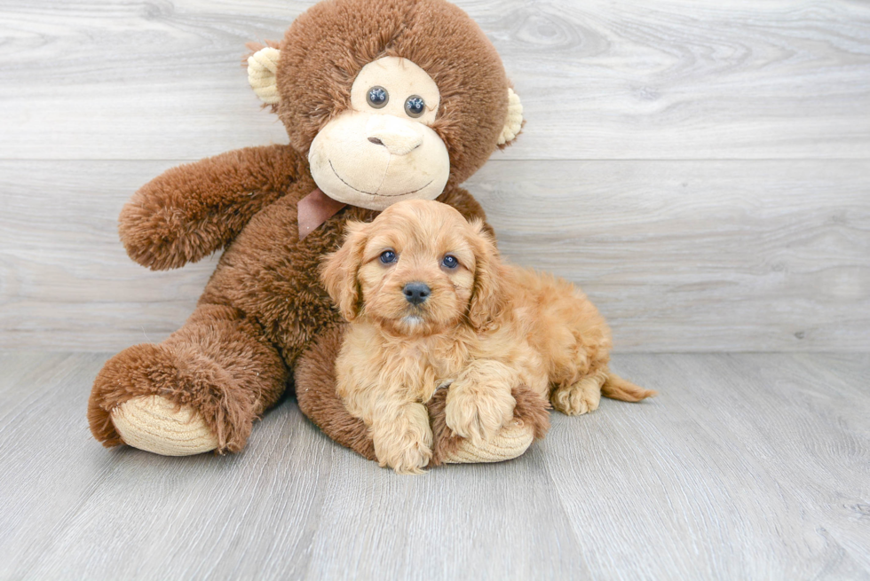 Cavapoo Pup Being Cute