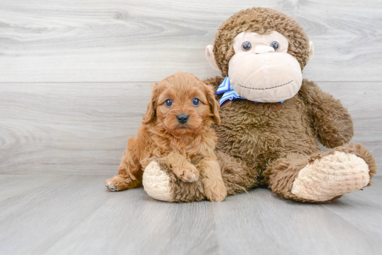 Happy Cavapoo Baby