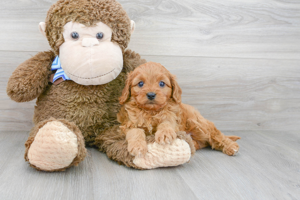 Cavapoo Pup Being Cute