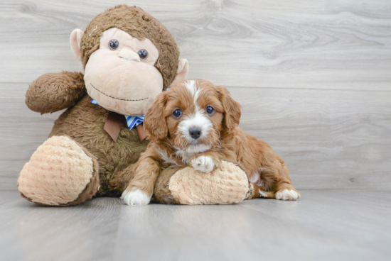 Best Cavapoo Baby