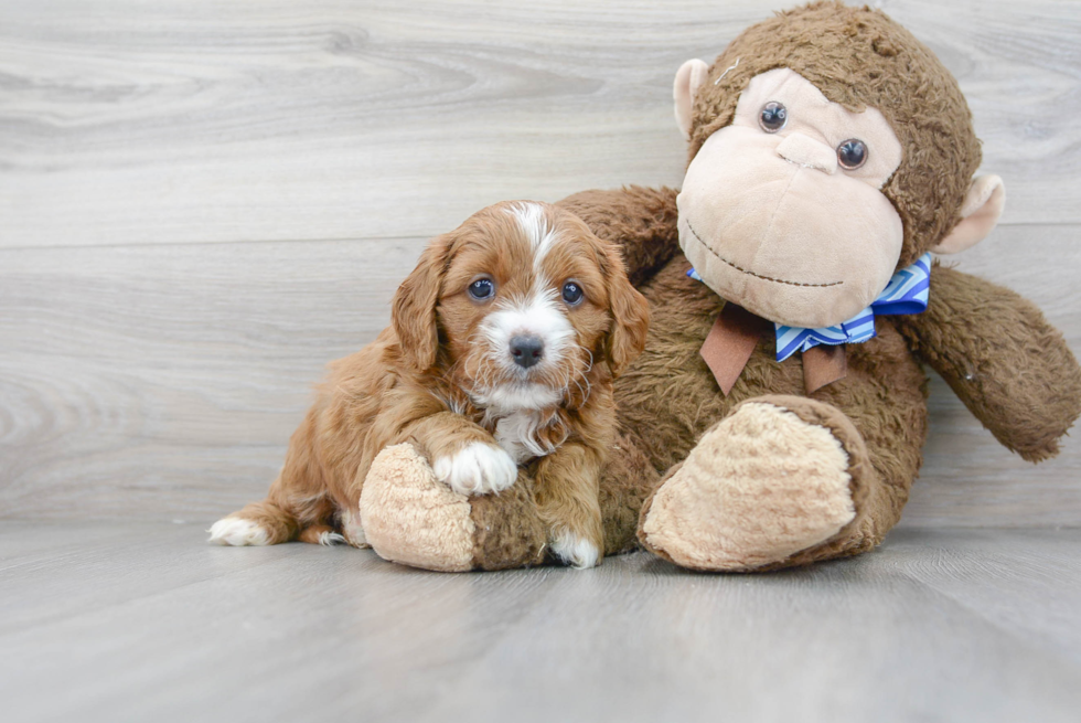 Cavapoo Pup Being Cute