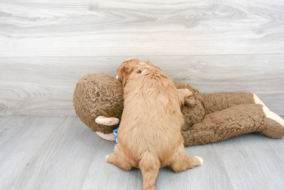 Cavapoo Pup Being Cute