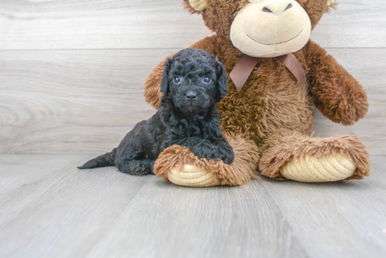 Best Cavapoo Baby