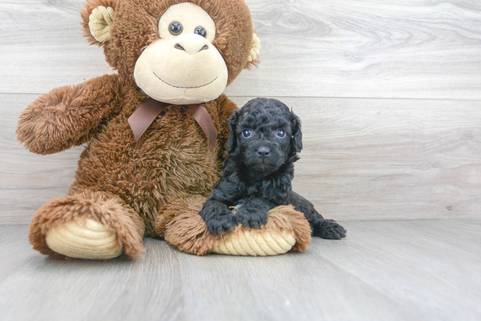 Friendly Cavapoo Baby