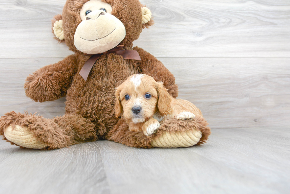 Best Cavapoo Baby