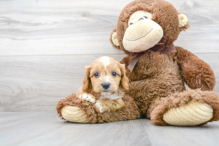 Cavapoo Puppy for Adoption