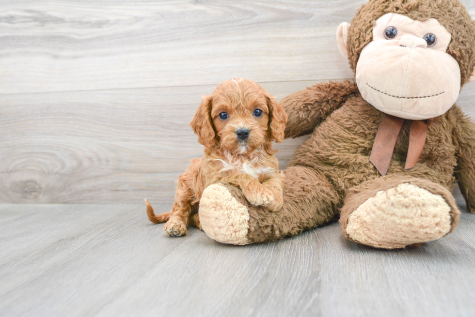 Cavapoo Puppy for Adoption