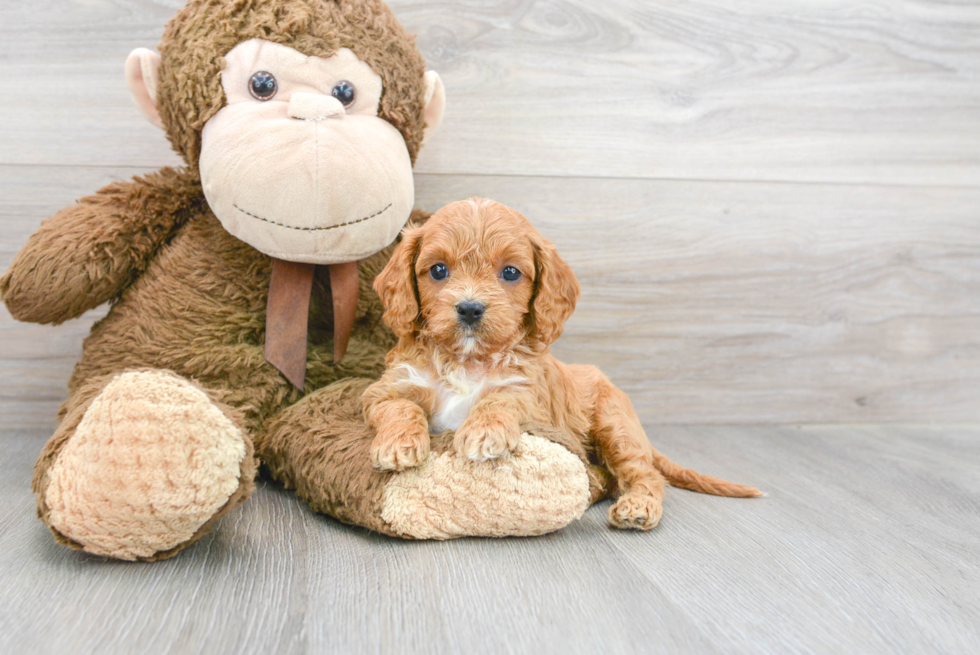 Energetic Cavoodle Poodle Mix Puppy