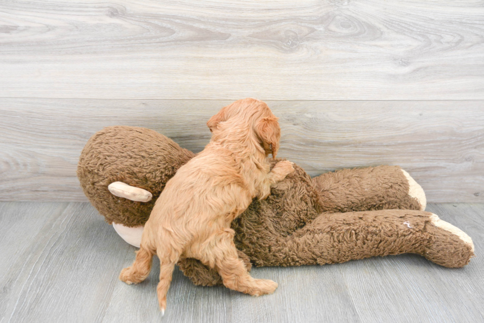 Best Cavapoo Baby