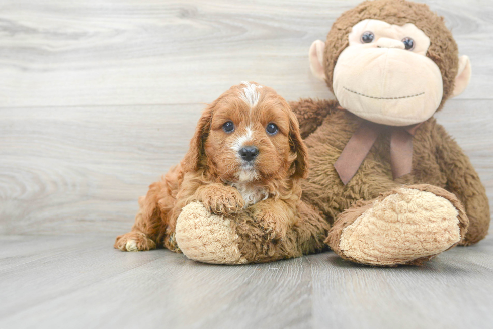 Friendly Cavapoo Baby