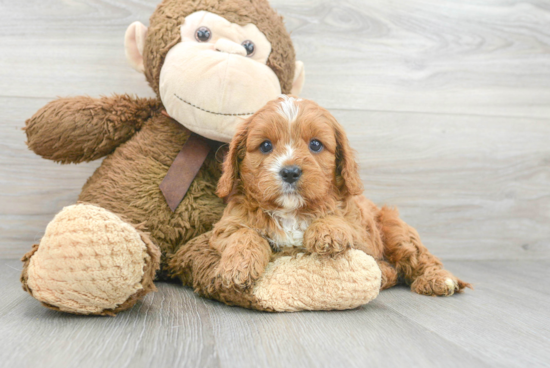 Little Cavoodle Poodle Mix Puppy