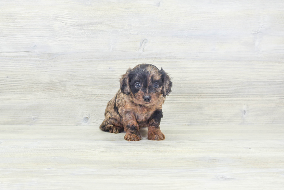 Adorable Cavoodle Poodle Mix Puppy