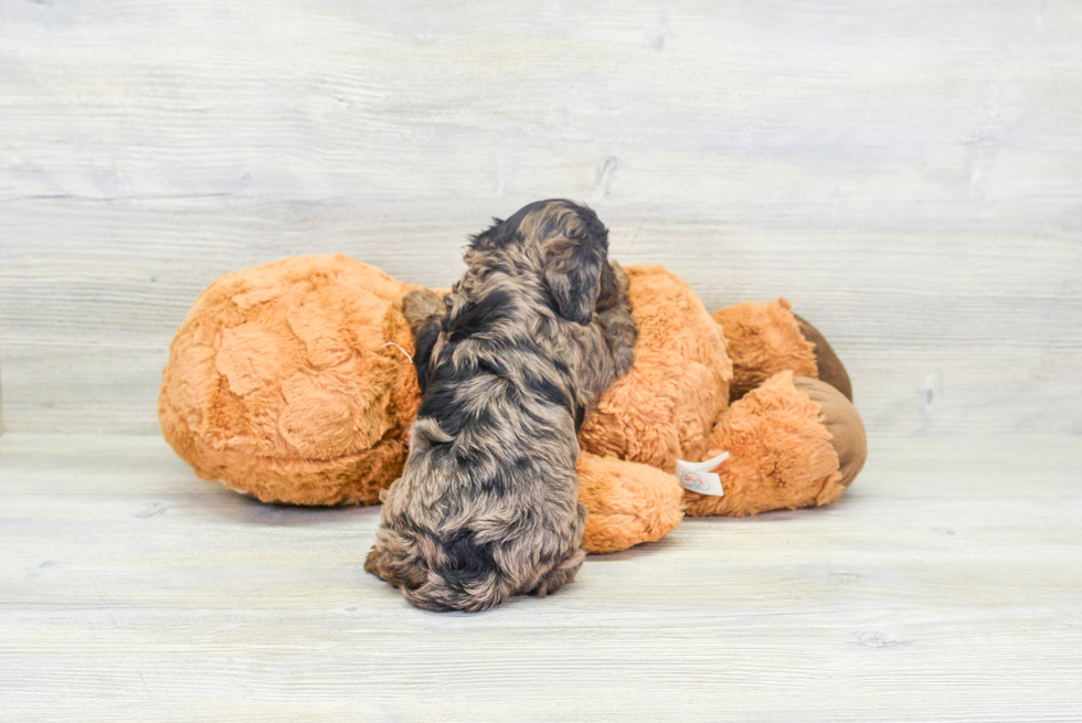 Cavapoo Pup Being Cute