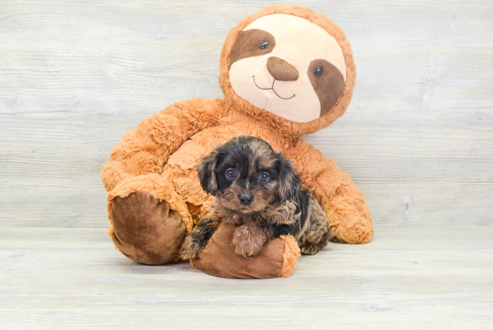 Playful Cavoodle Poodle Mix Puppy