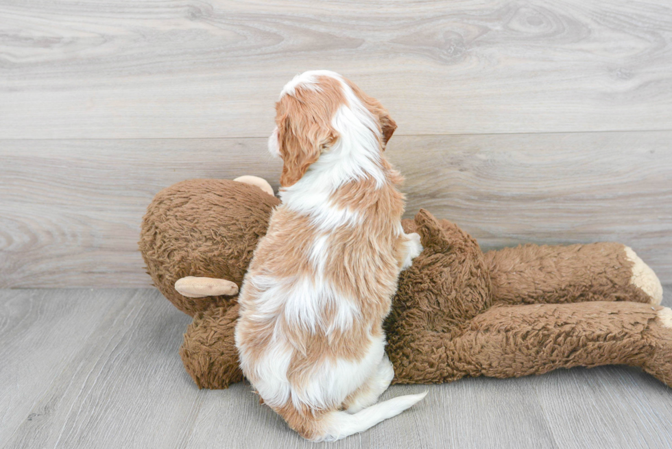 Smart Cavapoo Poodle Mix Pup