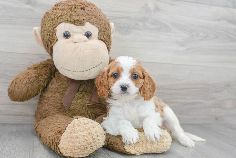 Sweet Cavapoo Baby