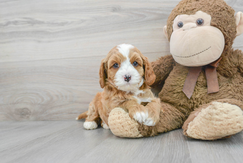 Little Cavoodle Poodle Mix Puppy