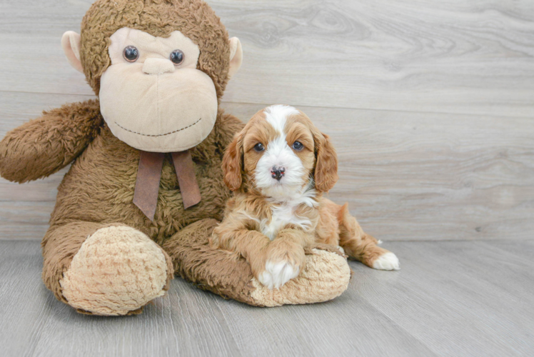 Sweet Cavapoo Baby