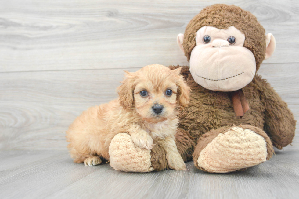 Energetic Cavoodle Poodle Mix Puppy