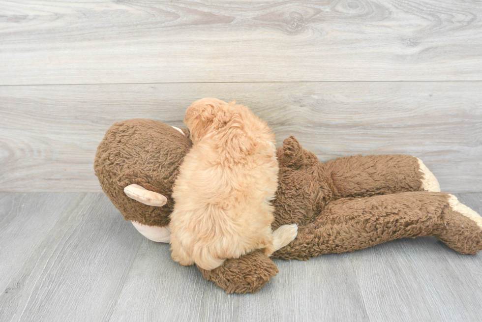 Cavapoo Pup Being Cute