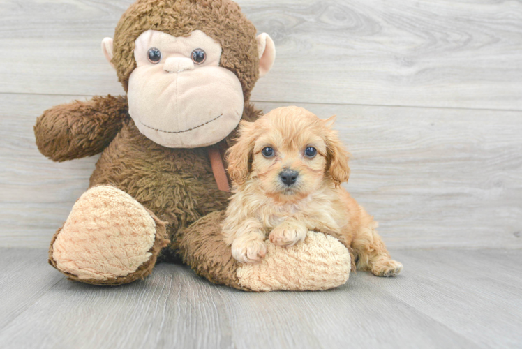 Sweet Cavapoo Baby