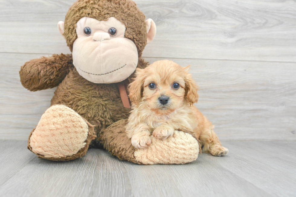 Sweet Cavapoo Baby