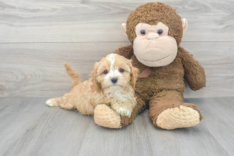 Cavapoo Pup Being Cute