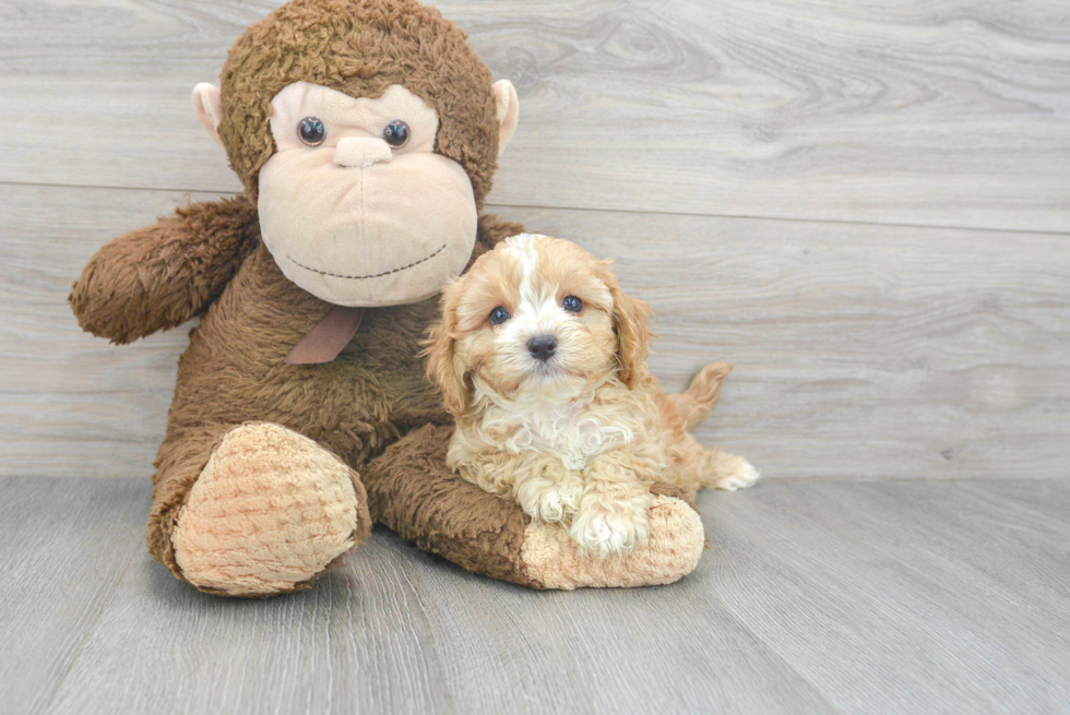 Smart Cavapoo Poodle Mix Pup