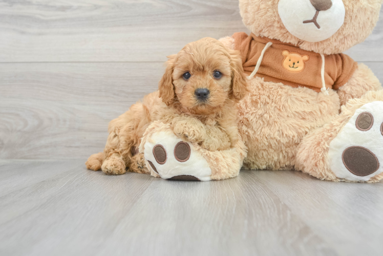 Fluffy Cavapoo Poodle Mix Pup