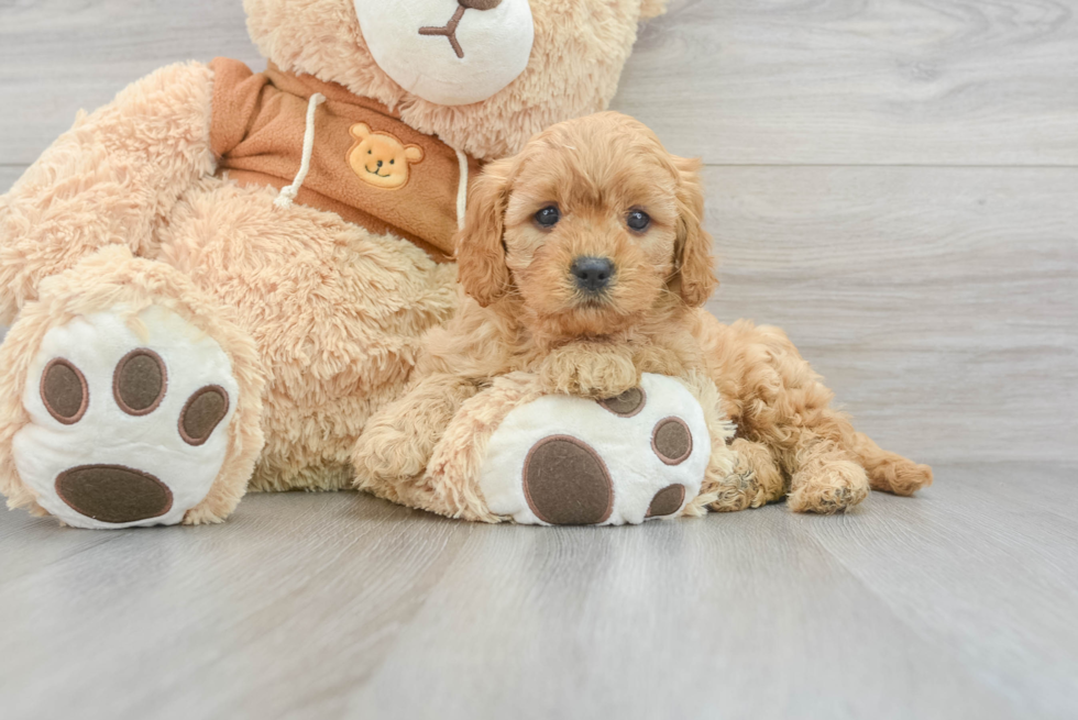 Cavapoo Puppy for Adoption