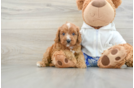 Small Cavapoo Baby