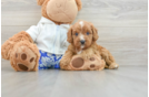 Adorable Cavalier King Charles Spaniel and Poodle Mix Poodle Mix Puppy