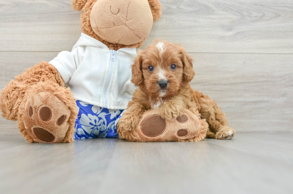 6 week old Cavapoo Puppy For Sale - Premier Pups