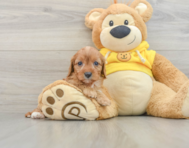 8 week old Cavapoo Puppy For Sale - Premier Pups