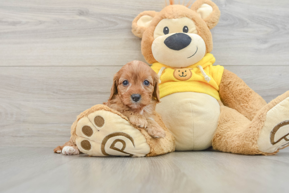 Popular Cavapoo Poodle Mix Pup